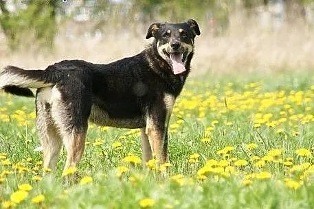 Lena :) suczka, adopcja,  lubuskie Gorzów Wielkopo