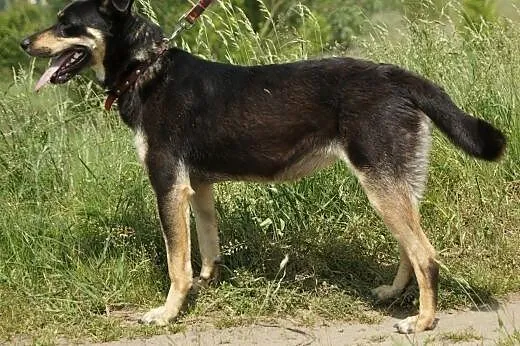 Lena :) suczka, adopcja,  lubuskie Gorzów Wielkopo