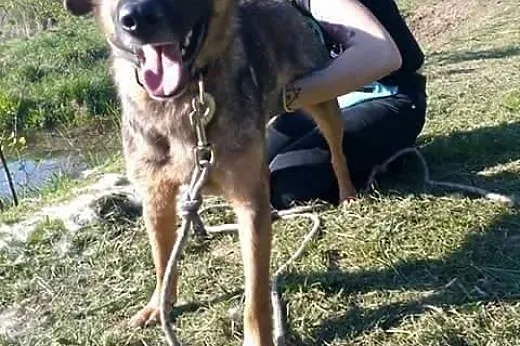 Beżyk, młodziutki, łagodny piesek do adopcji!,  Ku