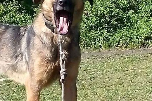 Beżyk, młodziutki, łagodny piesek do adopcji!,  Ku