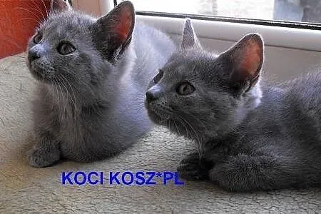Koty-kartuskie- Chartreux KOCI KOSZ*PL,  Pozostałe, cała Polska