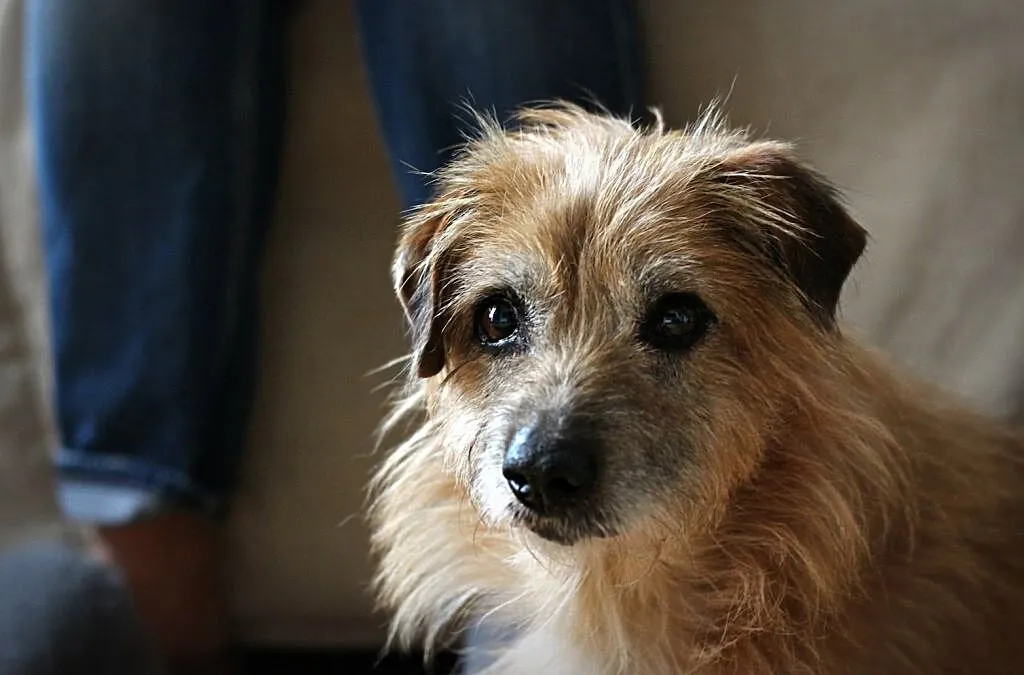 TIMON - do adopcji gotowy, przy nim z miłości zawrót głowy :), Łódzkie, Łódź