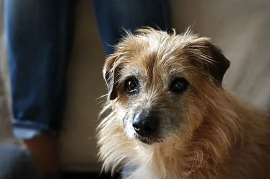 TIMON - do adopcji gotowy, przy nim z miłości zawrót głowy :), Łódzkie, Łódź