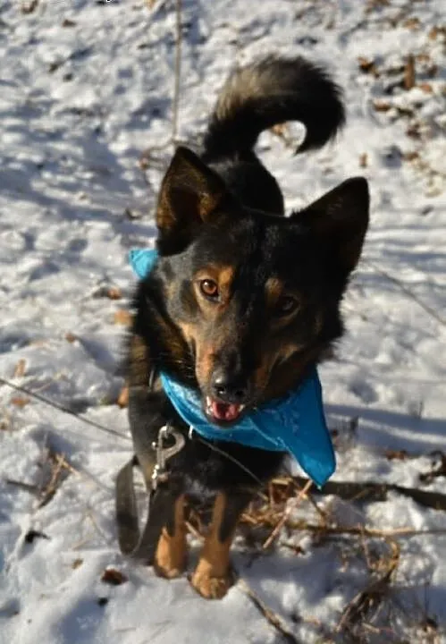Aron- młody ok 3 letni psiak do adopcji, łódzkie