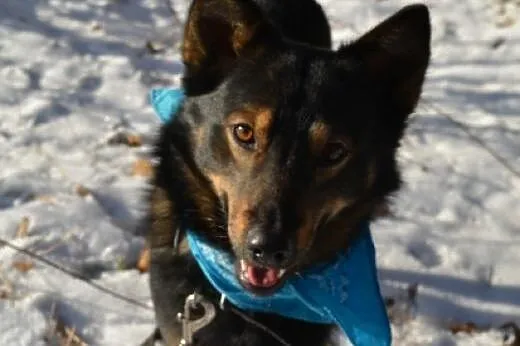 Aron- młody ok 3 letni psiak do adopcji,  łódzkie 