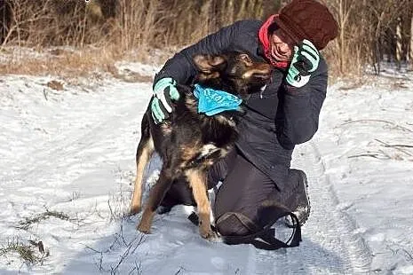 Aron- młody ok 3 letni psiak do adopcji,  łódzkie 