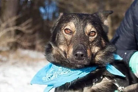 Aron- młody ok 3 letni psiak do adopcji,  łódzkie 