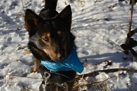 Aron- młody ok 3 letni psiak do adopcji,  łódzkie 