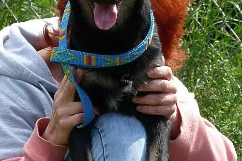 Roczny Heniuś, łagodny, wesoły kandydat na psa rod