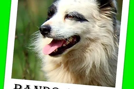 Border collie mix,12 kg,młody,łagodny pies PANDO.Adopcja,  dolnośląskie Wrocław