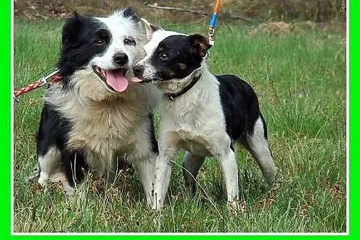 Border collie mix,12 kg,młody,łagodny pies PANDO.A