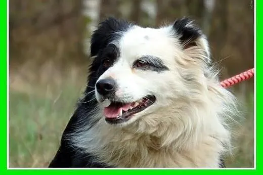 Border collie mix,12 kg,młody,łagodny pies PANDO.A
