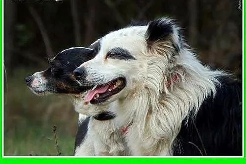 Border collie mix,12 kg,młody,łagodny pies PANDO.A