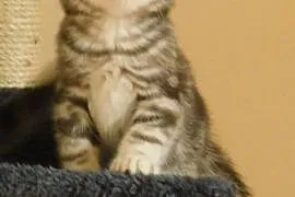 Kot brytyjski krótkowłosy, Świdnica