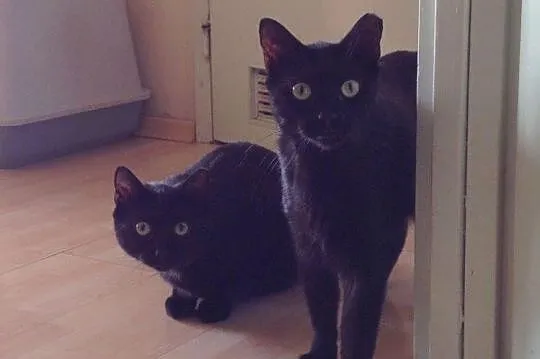 Czaruś i Borys - dwa czarne koty_ Dla czarownicy? 