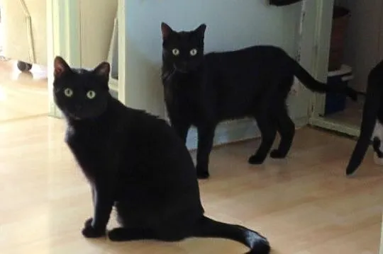 Czaruś i Borys - dwa czarne koty_ Dla czarownicy? 