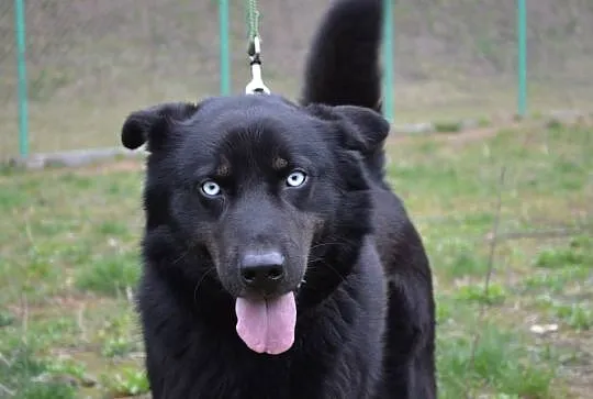Timon młody mix husky o przenikliwym spojrzeniu do