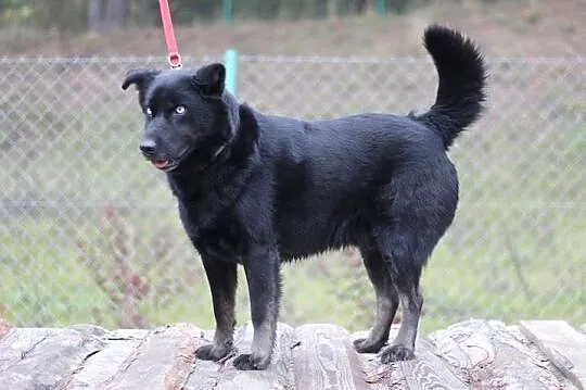 Timon młody mix husky o przenikliwym spojrzeniu do