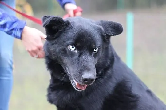 Timon młody mix husky o przenikliwym spojrzeniu do