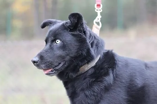 Timon młody mix husky o przenikliwym spojrzeniu do