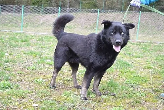 Timon młody mix husky o przenikliwym spojrzeniu do