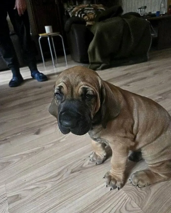 Fila brasileiro złote szczenię piesek sprzedam, Zachodniopomorskie, Resko
