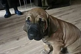 Fila brasileiro złote szczenię piesek sprzedam