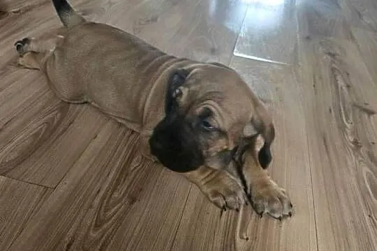 Fila brasileiro złote szczenię piesek sprzedam, Zachodniopomorskie, Resko