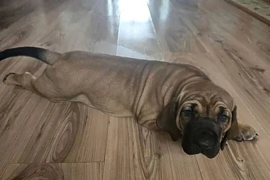 Fila brasileiro złote szczenię piesek sprzedam, Zachodniopomorskie, Resko