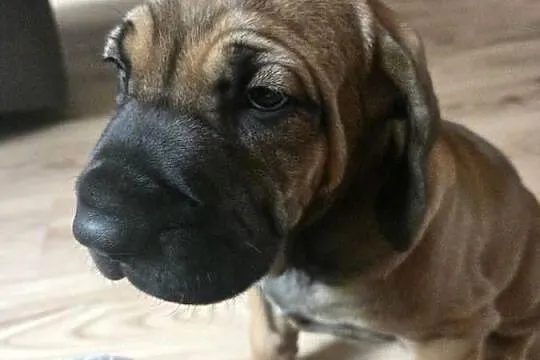Fila brasileiro złote szczenię piesek sprzedam, Zachodniopomorskie, Resko