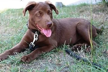 Savana do adopcji,  śląskie Częstochowa