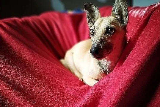 MINI,6kg,mała,łagodna,delikatna,sterylizowana suczka.ADOPCJA, Śląskie, Katowice