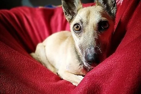 MINI,6kg,mała,łagodna,delikatna,sterylizowana suczka.ADOPCJA, Śląskie, Katowice