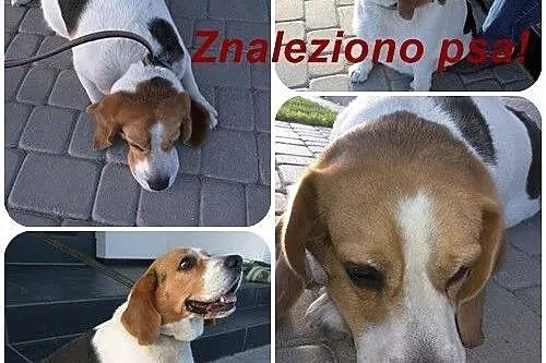 ZNALEZIONO psa beagle!,  kujawsko-pomorskie Żnin