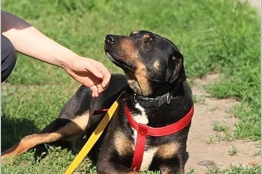 Gargemel szuka swojej smerfnej wioski, zostań jego smerfnym opiekunem,  mazowieckie Warszawa