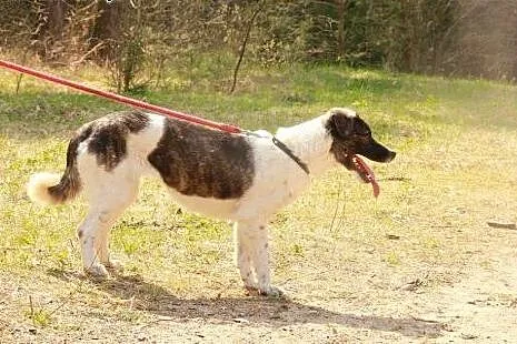 Lusia - młodziutka sunia szuka domu,  warmińsko-ma