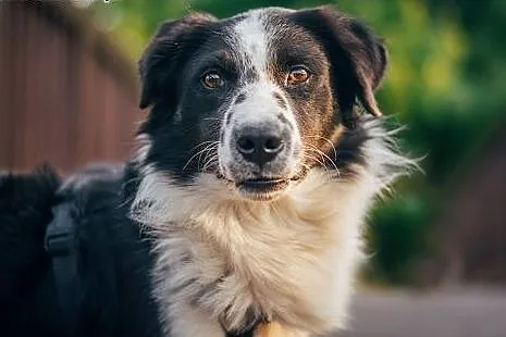 BEY - kochany BORDER COLLIE mix do adopcji,  śląsk