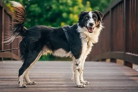 BEY - kochany BORDER COLLIE mix do adopcji,  śląsk