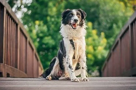 BEY - kochany BORDER COLLIE mix do adopcji,  śląsk