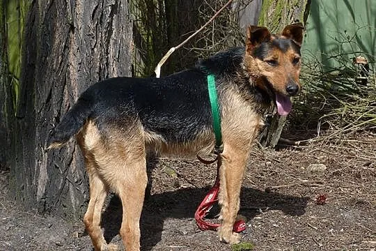 Kontaktowy,przyjazny Tymek, łagodny i rodzinny psiak
