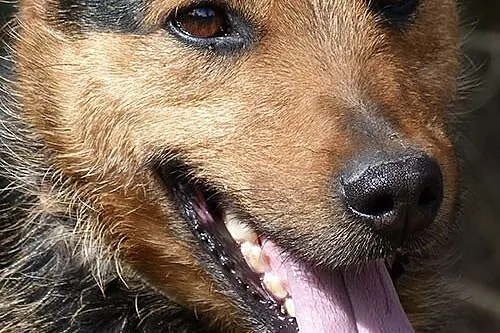 Kontaktowy,przyjazny Tymek, łagodny i rodzinny psi