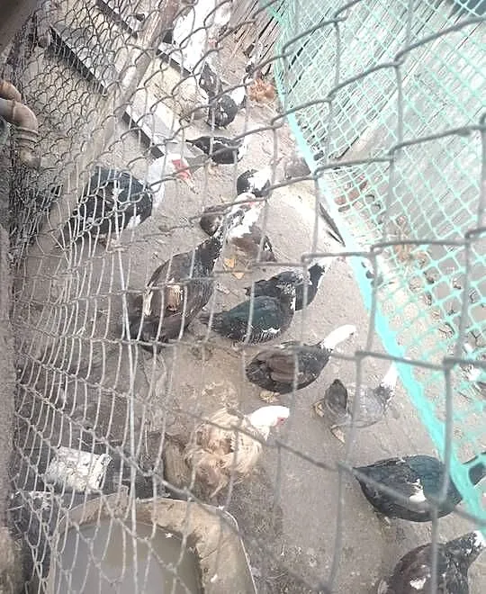 Sprzedam kaczki francuskie, Lubelskie, Garbów