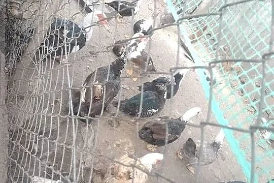 Sprzedam kaczki francuskie, Lubelskie, Garbów