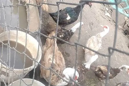 Sprzedam kaczki francuskie, Lubelskie, Garbów