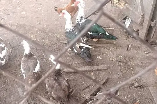 Sprzedam kaczki francuskie, Lubelskie, Garbów