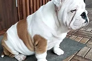 Suczka buldog angielski, Małopolskie, Czajowice