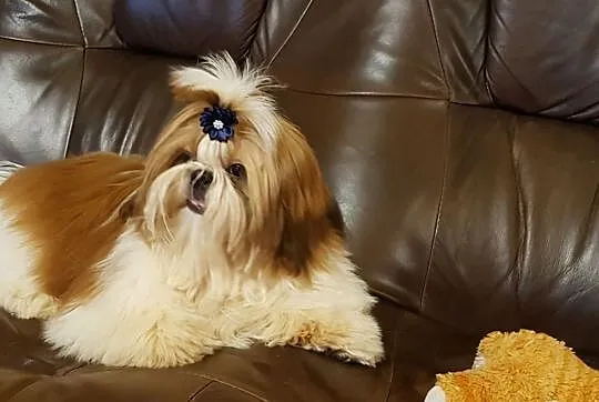 shih tzu piesek z rodowodem FCI