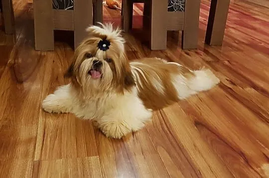 shih tzu piesek z rodowodem FCI, Małopolskie, Kraków