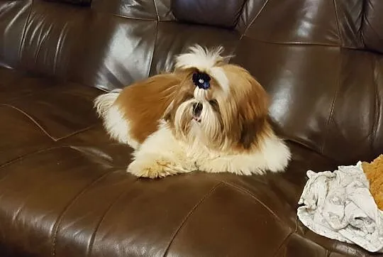 shih tzu piesek z rodowodem FCI, Małopolskie, Kraków