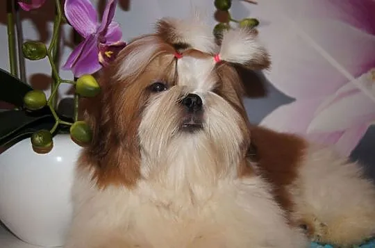 shih tzu piesek z rodowodem FCI, Małopolskie, Kraków